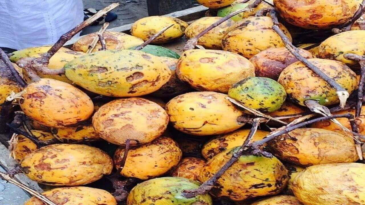 Le maad un fruit sauvage qui régale le Sénégal 5