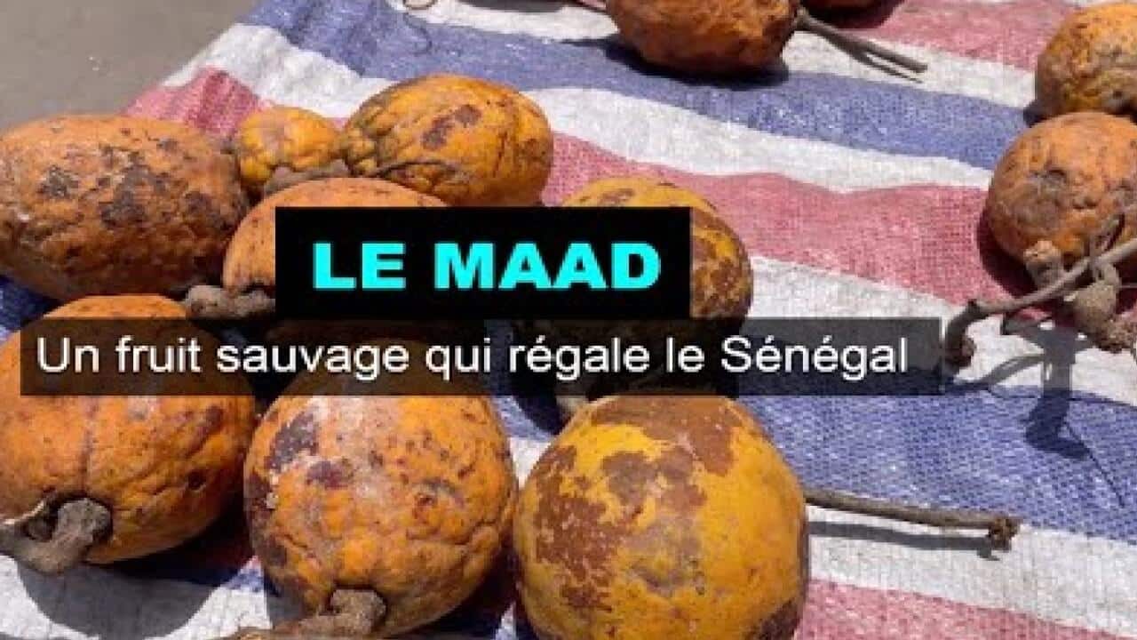 Le maad un fruit sauvage qui régale le Sénégal 6