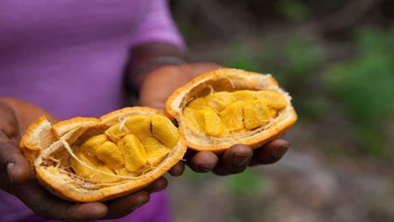 Madd ou Saba senegalensis Caractéristiques et utilisations de ce merveilleux fruit