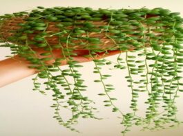 Plante collier de perles 1