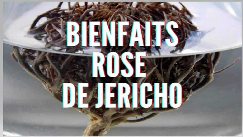 Les Bienfaits de la Rose de Jéricho