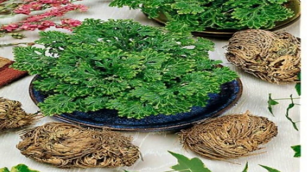 rose-de-jericho-selaginella-lepidophylla 1