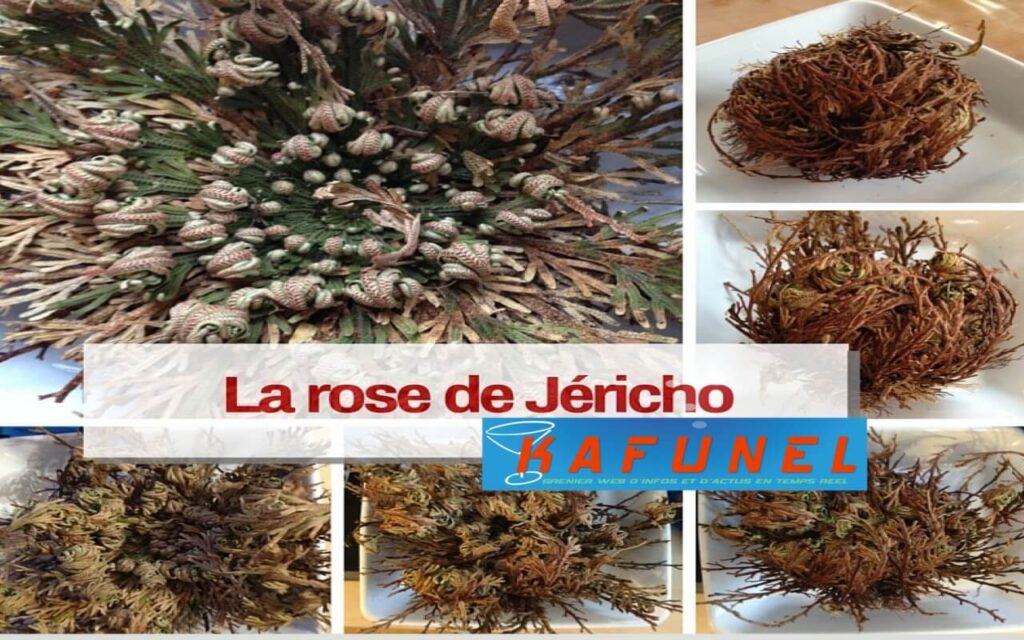 Remède Naturel Rose de Jéricho