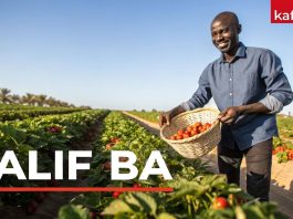 Histoire Inspirante de Salif Ba, 32 ans Il Rêvait d'Amérique, Il Révolutionne la Fraise au Sénégal ! (6)