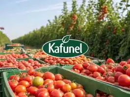 Obtenez 20kg de Tomates par Plante avec CETTE Méthode (2)